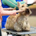 The Ultimate Guide to Community Events for Pet Owners in Monmouth County, New Jersey