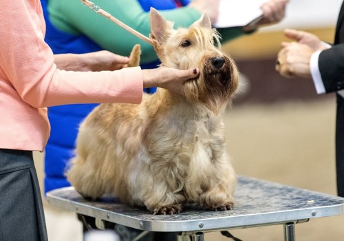 The Ultimate Guide to Community Events for Pet Owners in Monmouth County, New Jersey